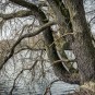 Uferbaum