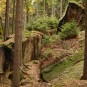 Mein Märchenwald (SIGMA DP 2M, November 2012)