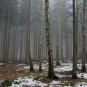 Birkenkreis im Märchenwald mit Walimex/Samyang