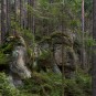Ein Felsen liegt im Walde