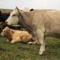 neugierige Kühe mit ihren Kindern