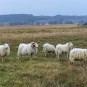 Schafe neben Schafen im Wolfspelz