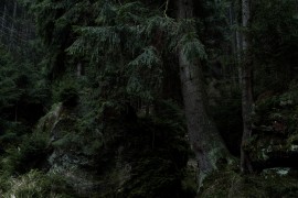 Dunkler sächsischer Wald (SIGMA)